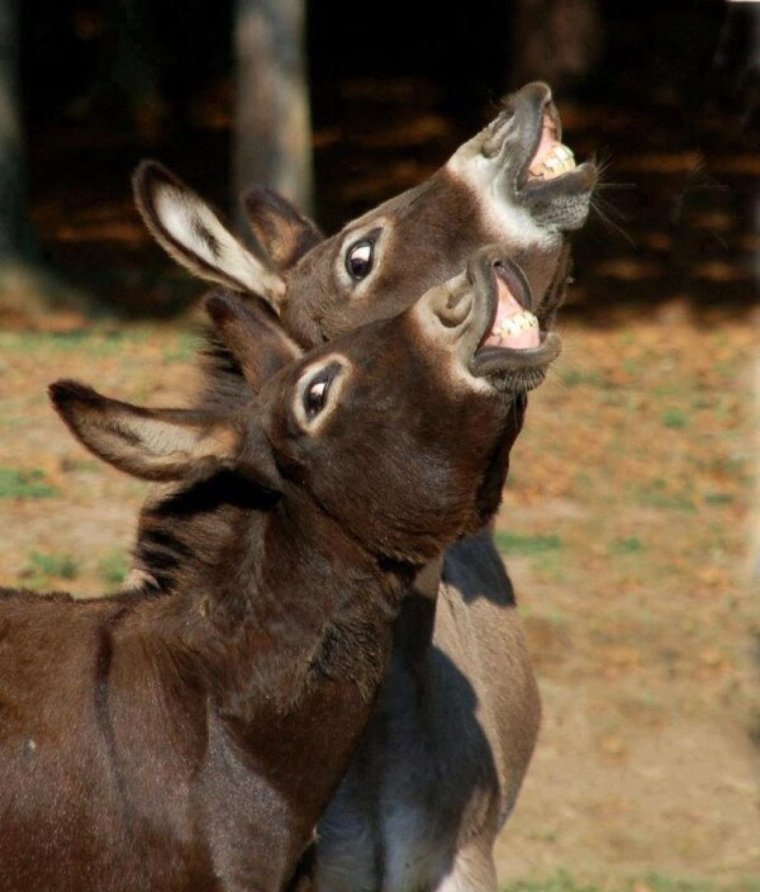 Ишак в очках