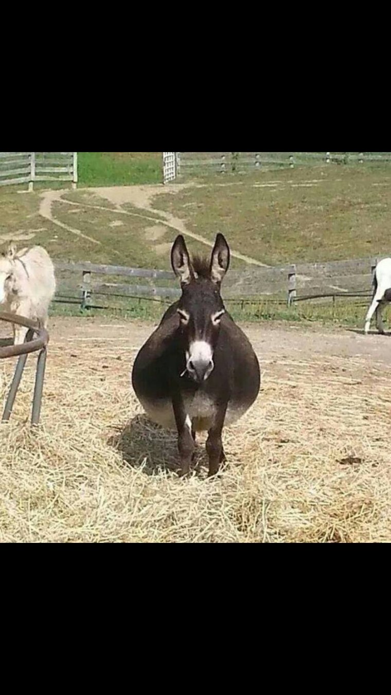 Ослик улыбается