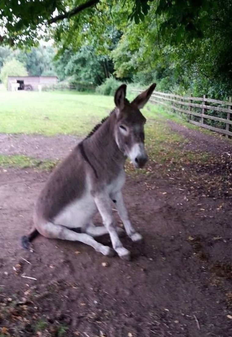 Злобный ослик