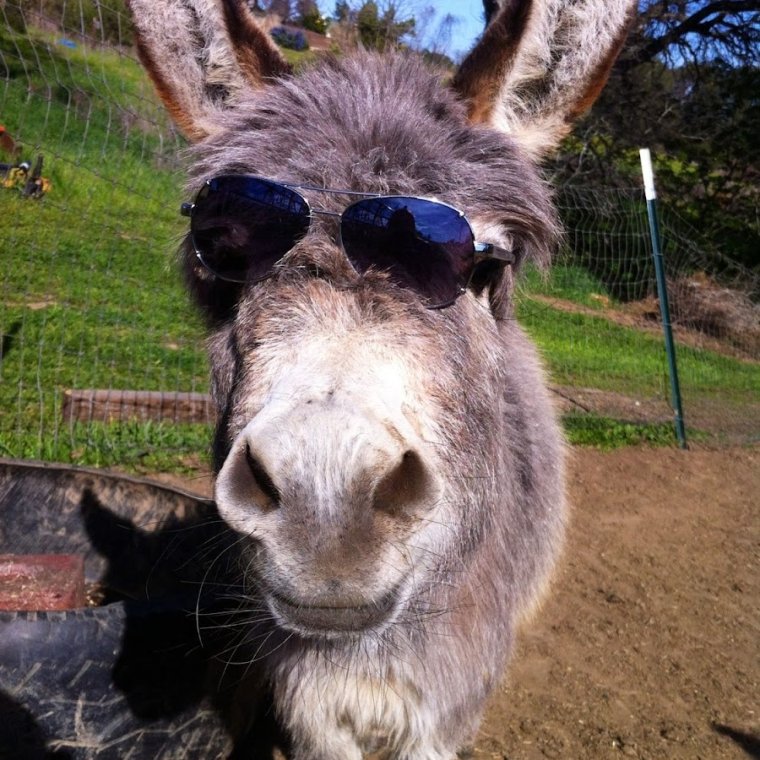 Я убил дракона, я дрессировал дракона