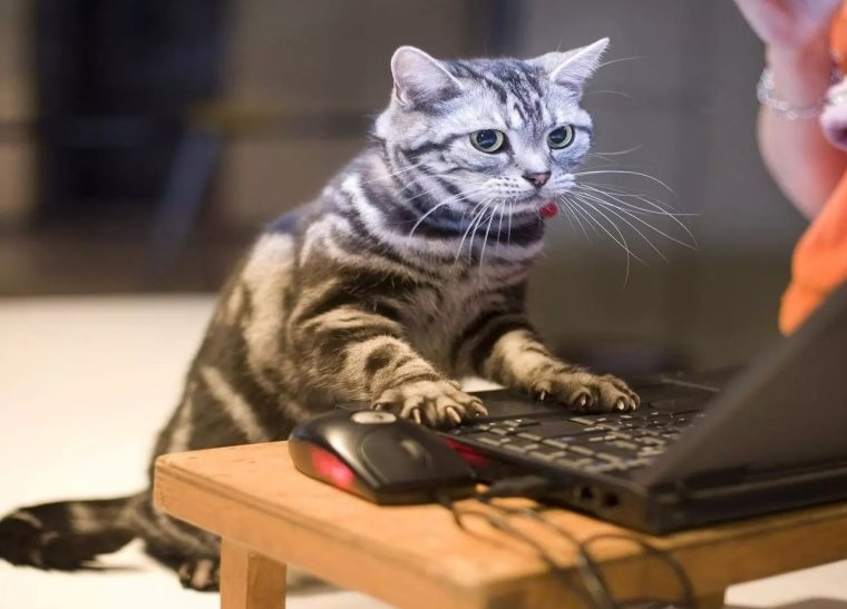 Как проходит рабочий день программиста