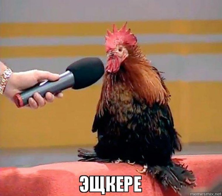 Петух дырявый
