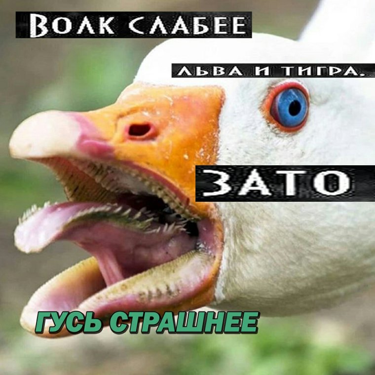 Гусь страшнее