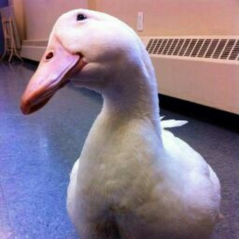 Гусь Мем