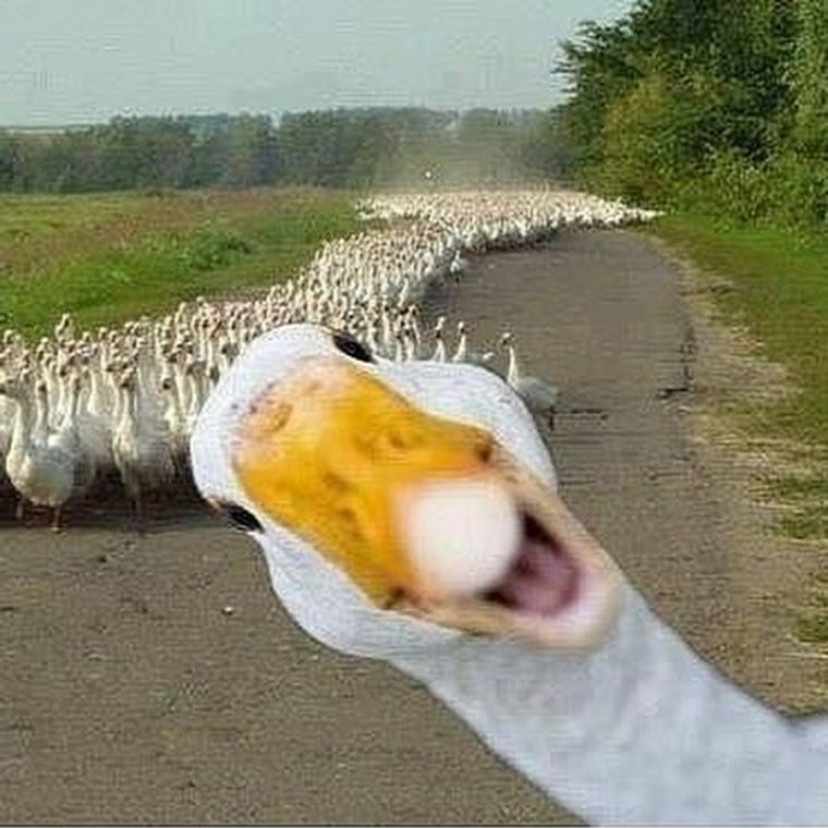 УГАРНЫЙ Гусь