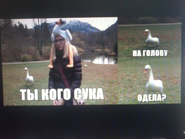 Приколы с гусем