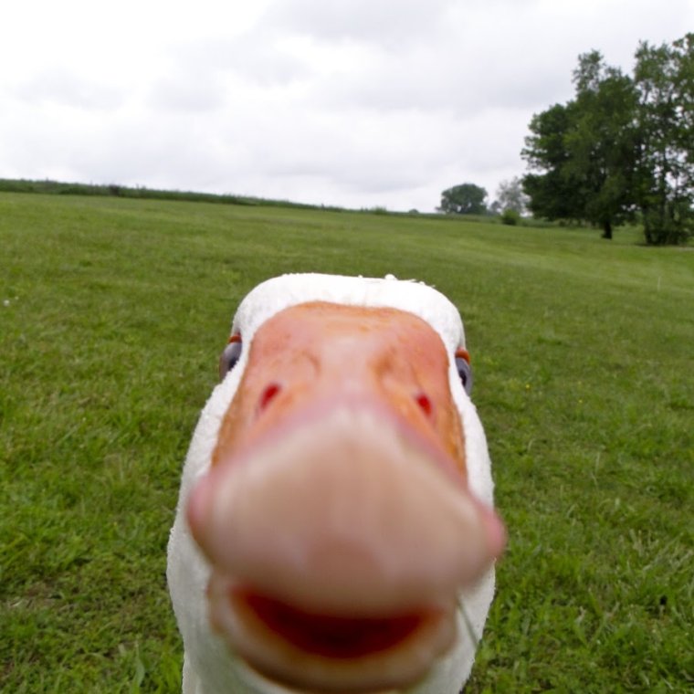 Упоротая утка