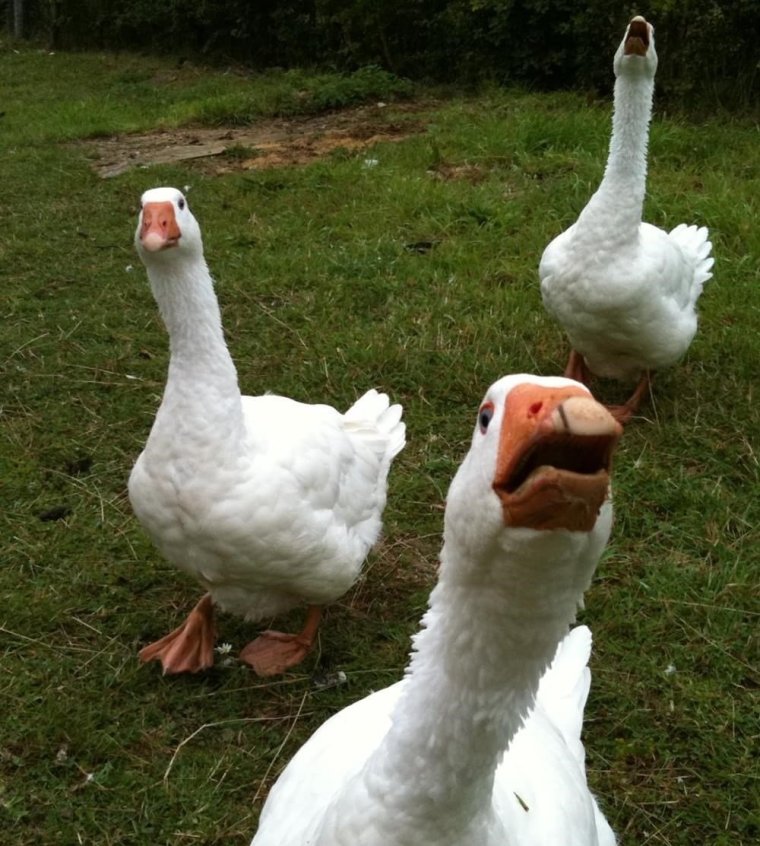 Толстый Гусь