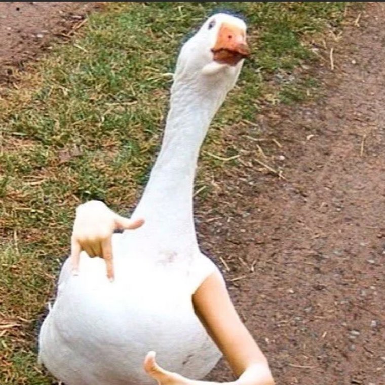 Уставший Гусь