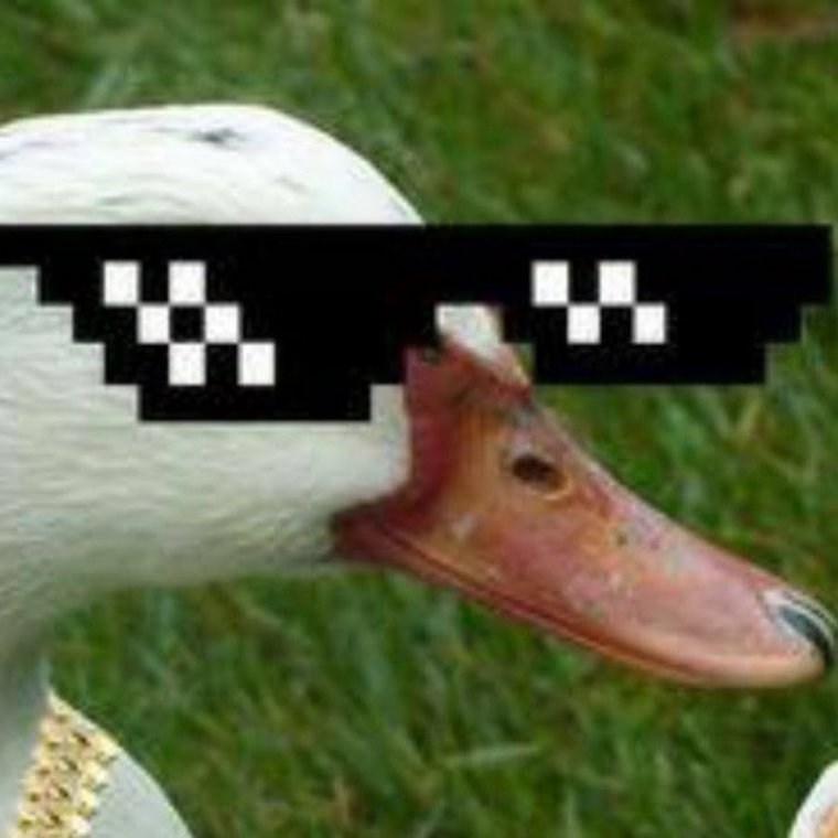 Мемы про гусей