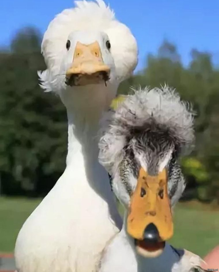 Крутой Гусь