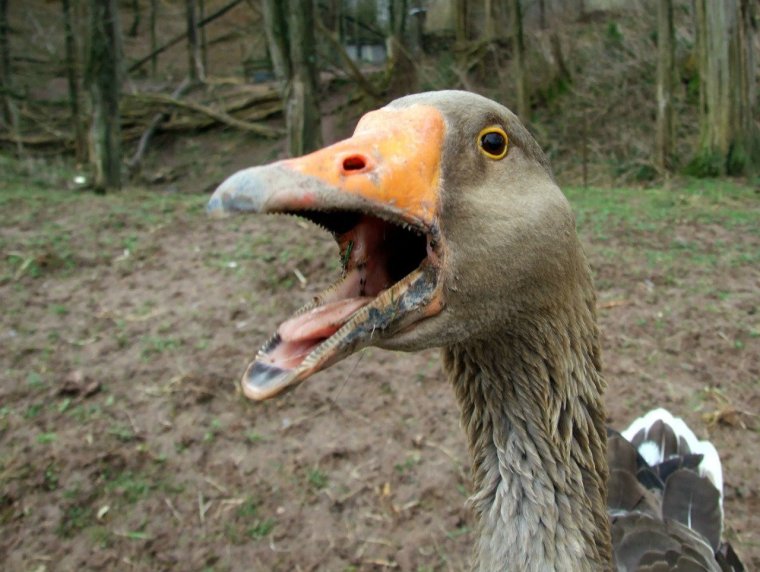 Untitled Goose game Гусь с ножом