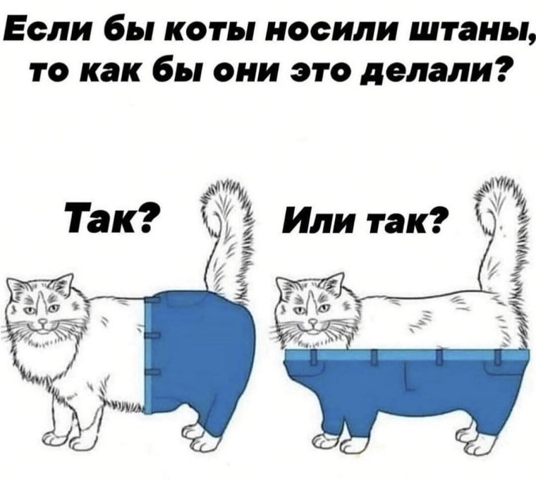 Как коты носили бы штаны