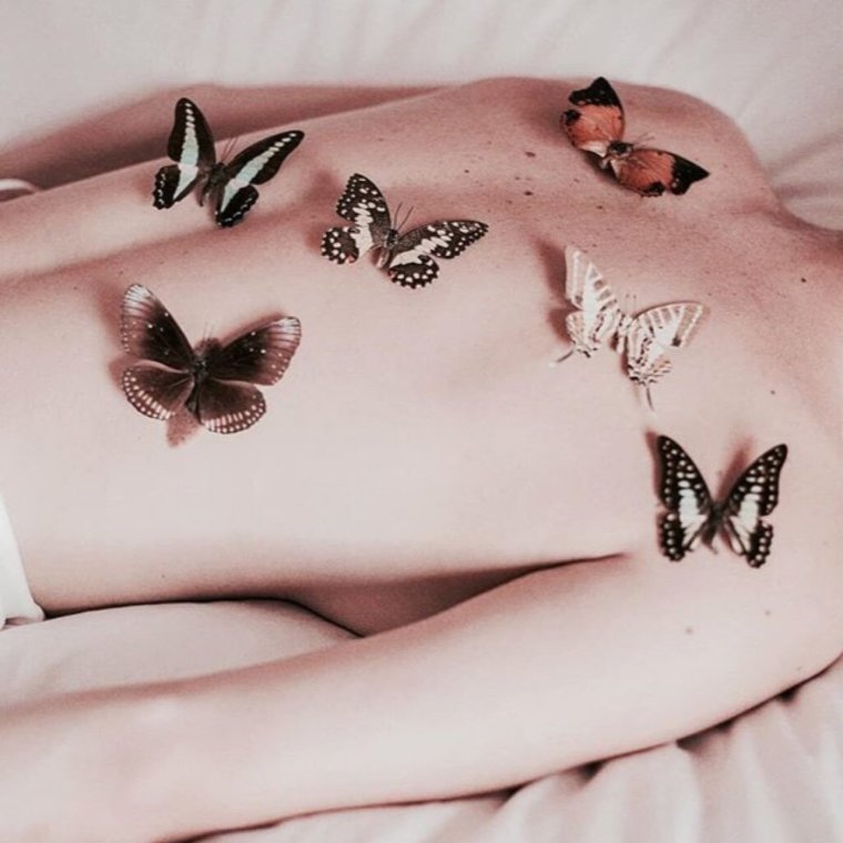 Тело бабочки