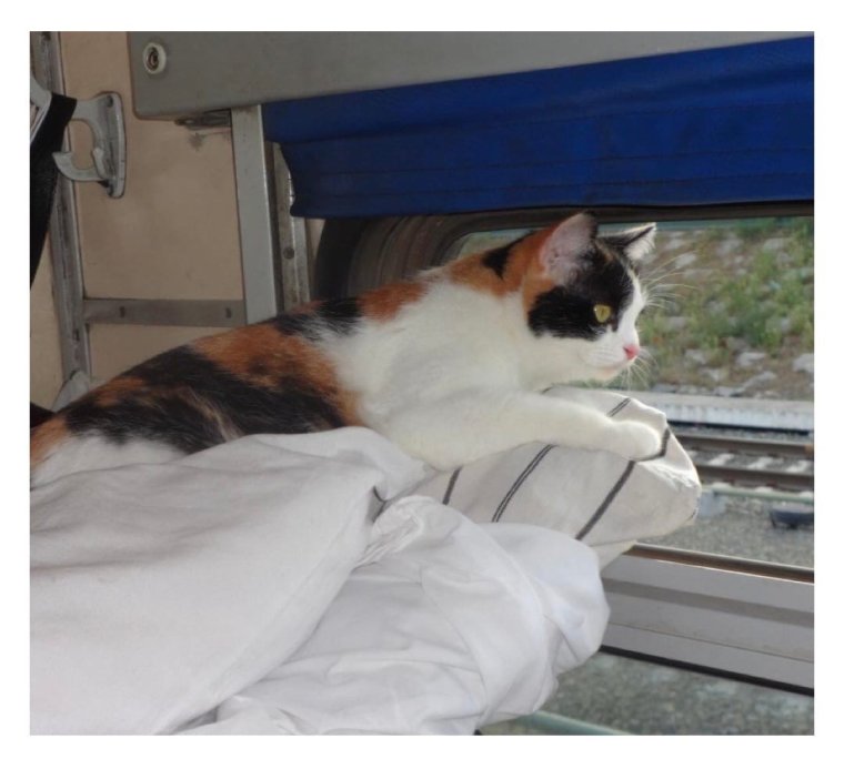 Кошечка в поезде