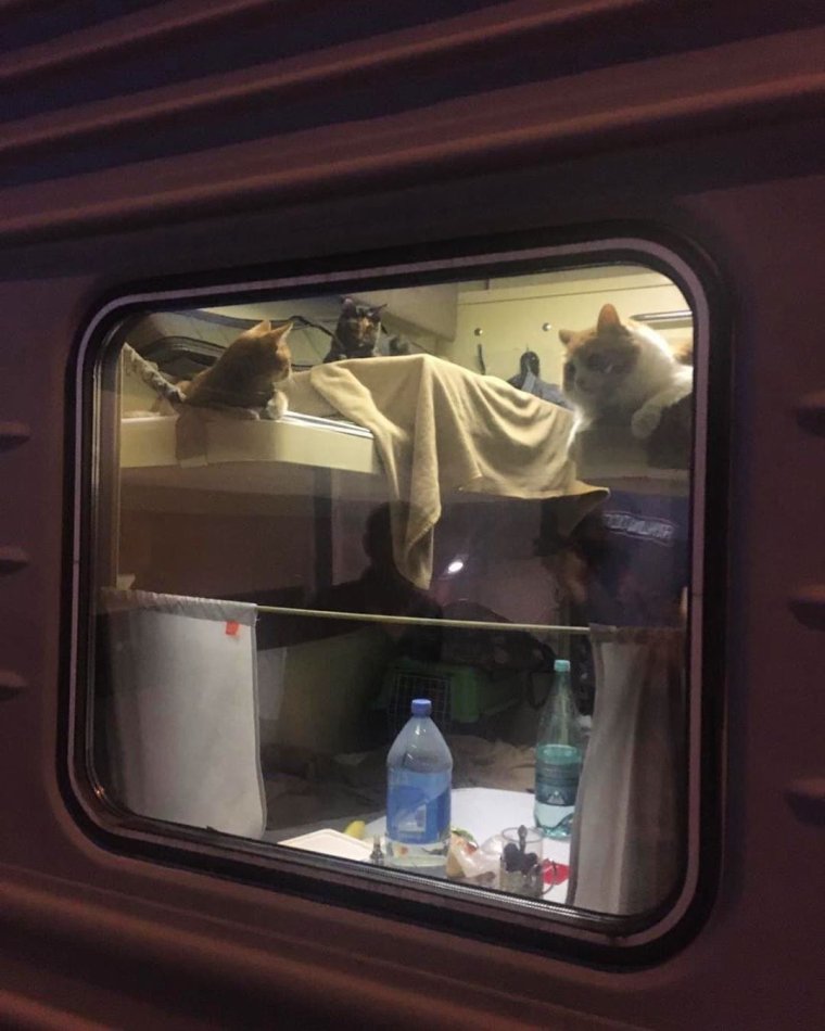 Пассажиры в купе поезда