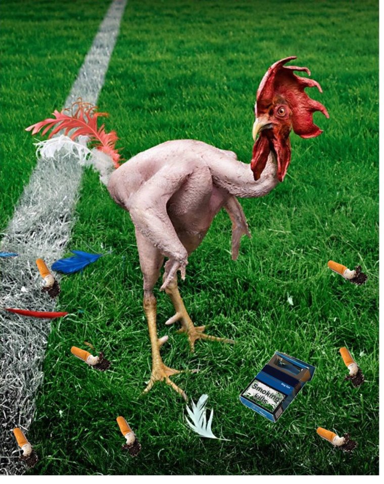 Умная курица