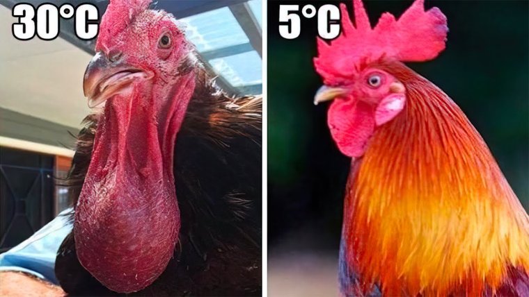 Рецепт прикол