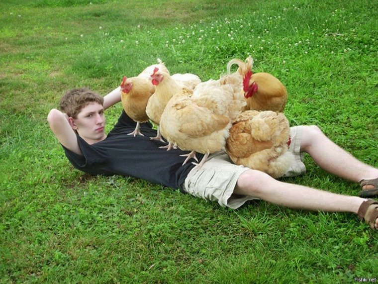 Жена сказала поставить варить курицу стоит варит