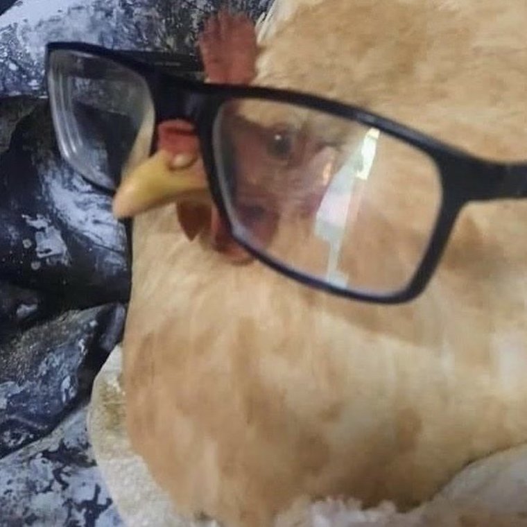 Общипанная курица