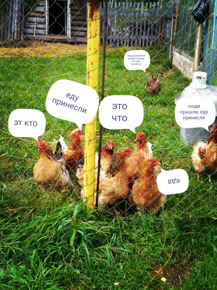 Прикольные картинки ржачные до слез