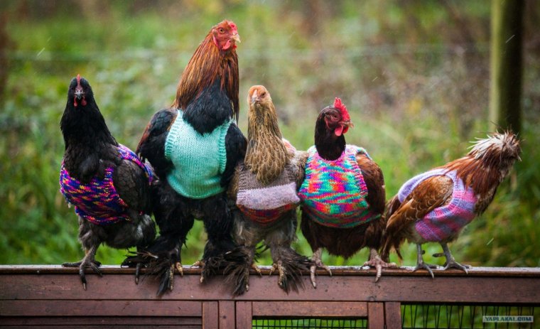 Сплетницы кур кур кур