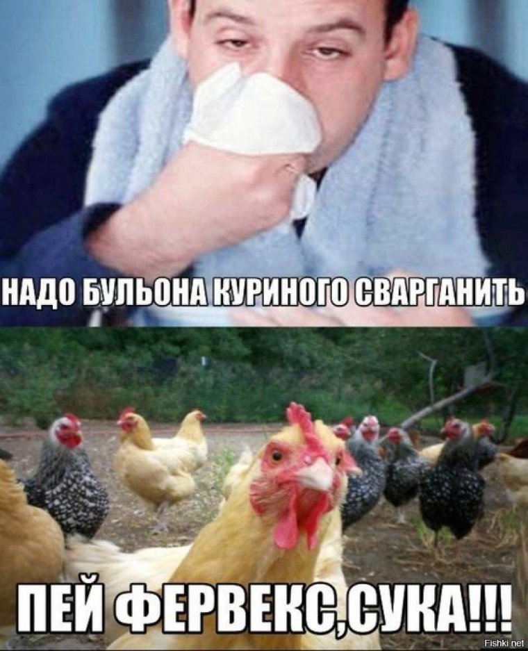 Голубь курица