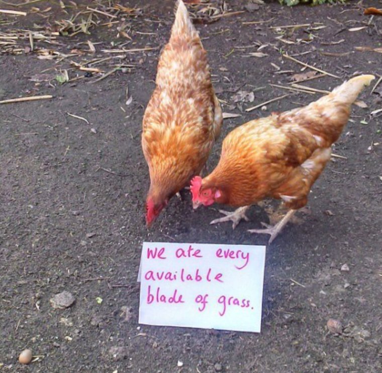 Испуганная курица