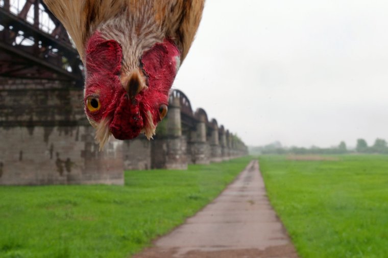 Прическа петуха