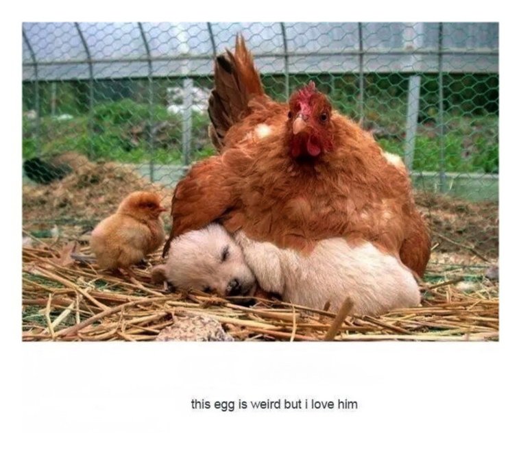 Курица приколы демотиваторы