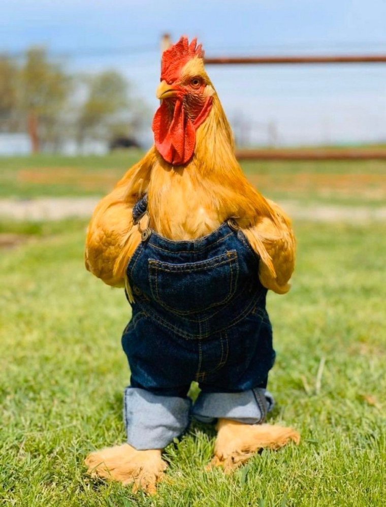 Прикол курица продаётся