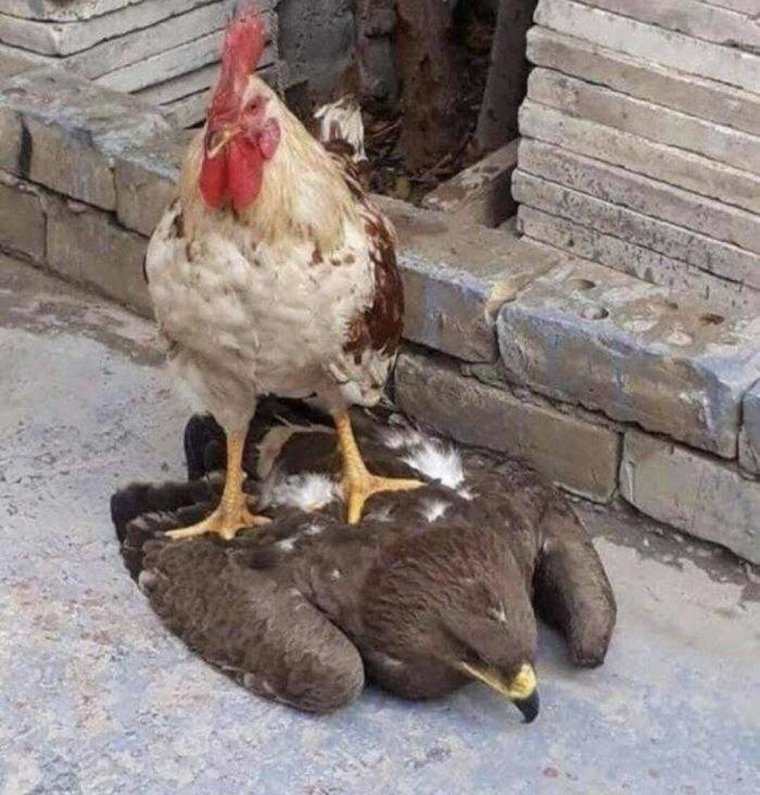 Курица с водкой