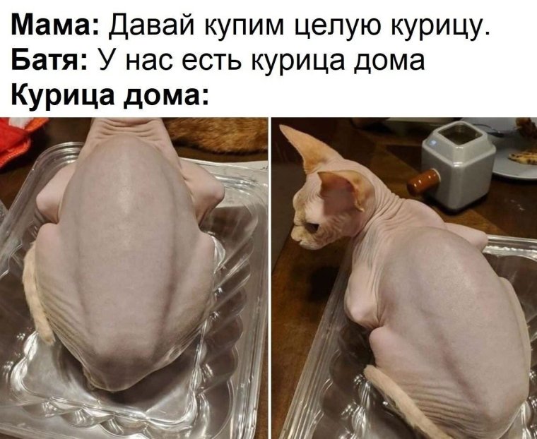 Чёрная курица несёт чёрные яйца Мем