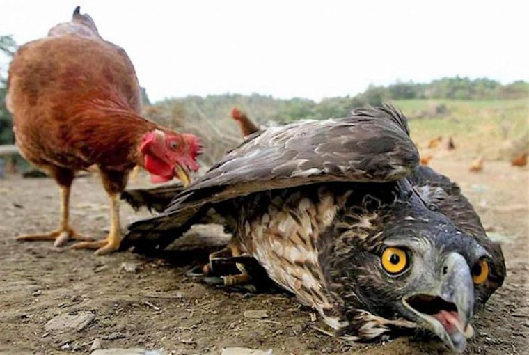 Шутки про гуся