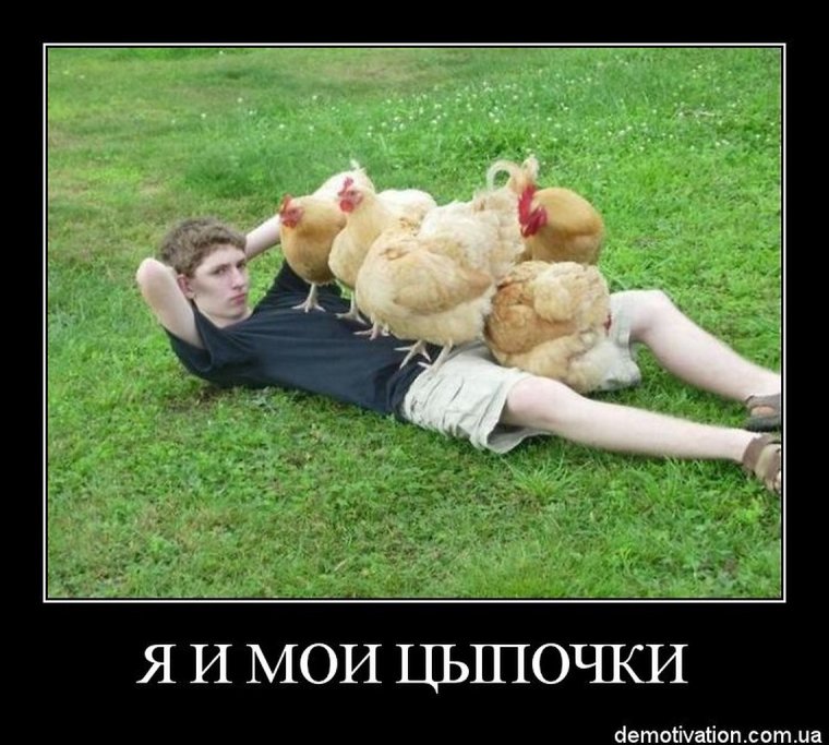 Петух прикол