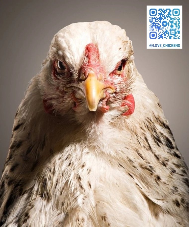 Шутки про яйца куриные