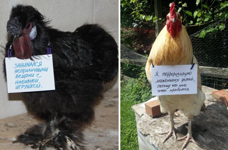 Курица прикол