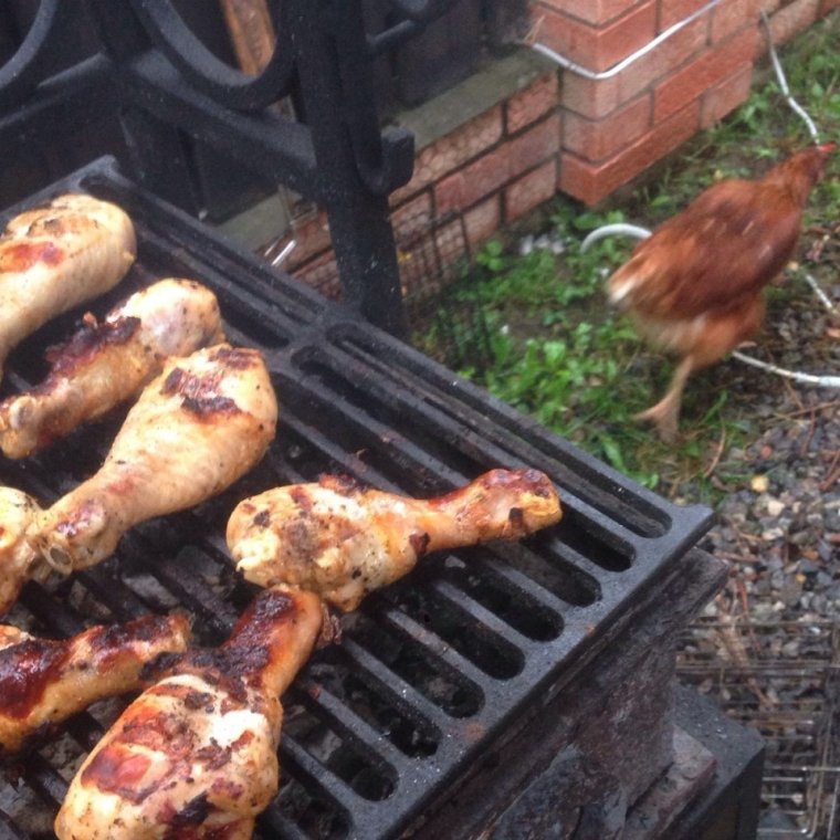 Демотиваторы с цыплятами