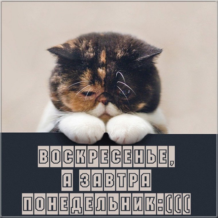 Воскресенье картинки прикольные