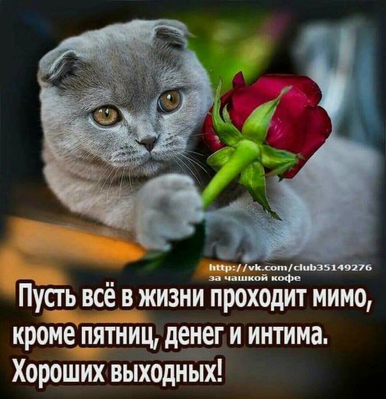 Шотландская вислоухая с цветком