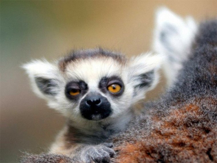 Четверг Мем