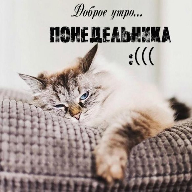 Завтра пятница коты