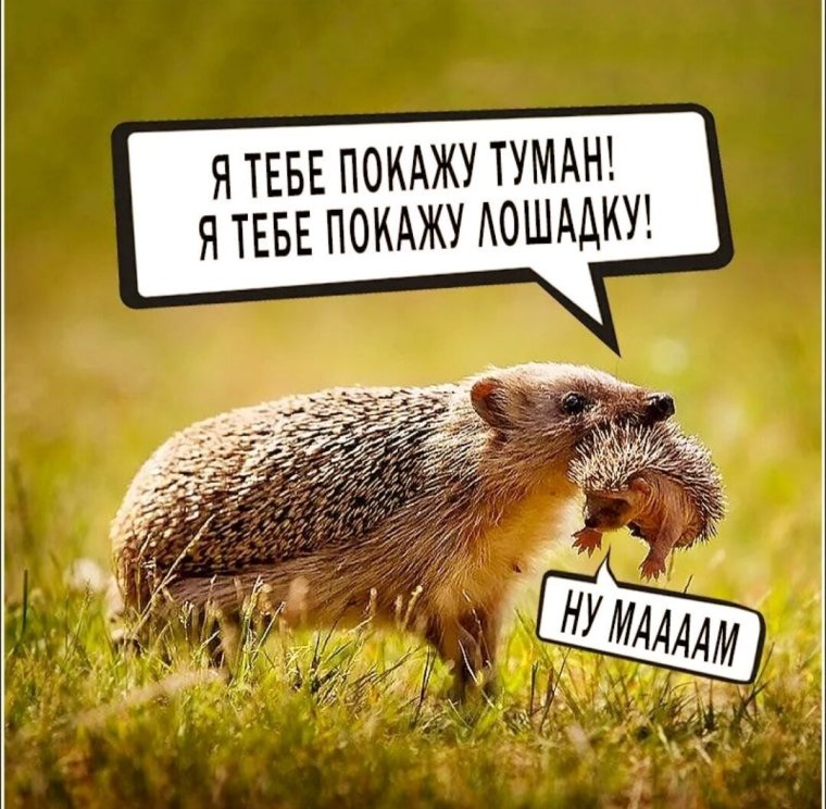 Ежик в тумане юмор