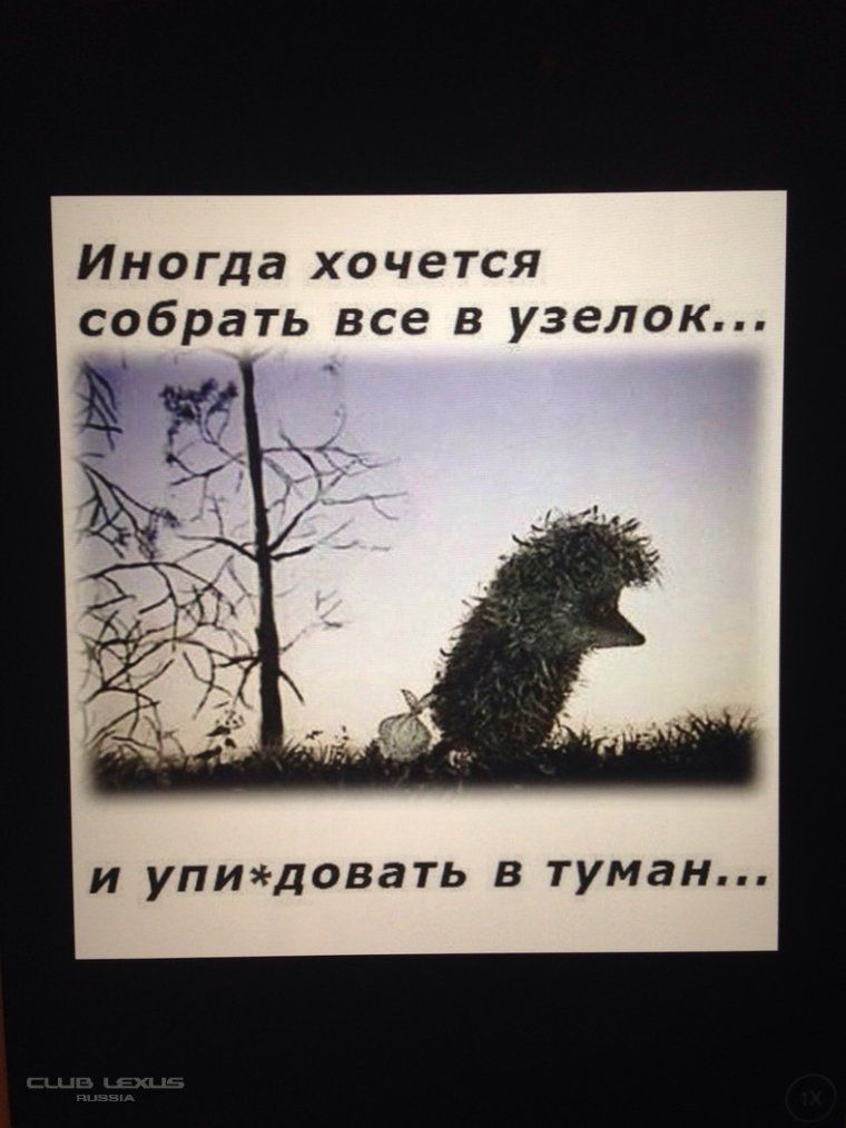 Заставка на рабочий стол Ежик в тумане