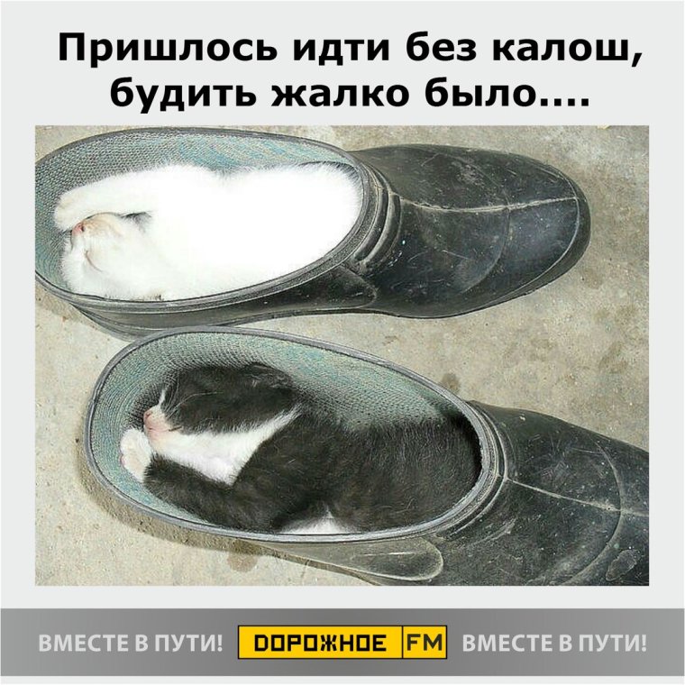 Смешные калоши