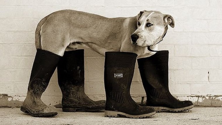 Кроксы на каблуке Баленсиага