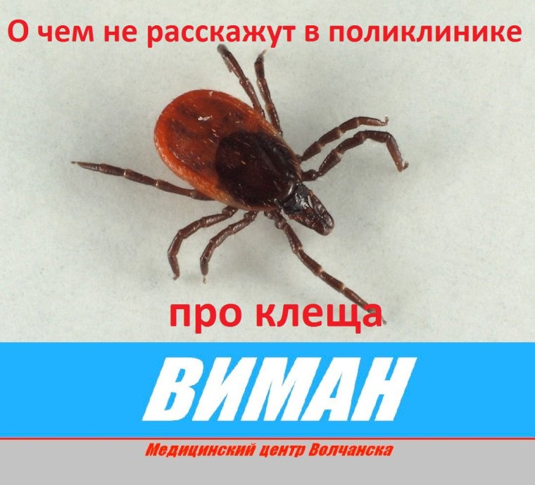 Иксодовые клещи переносчики