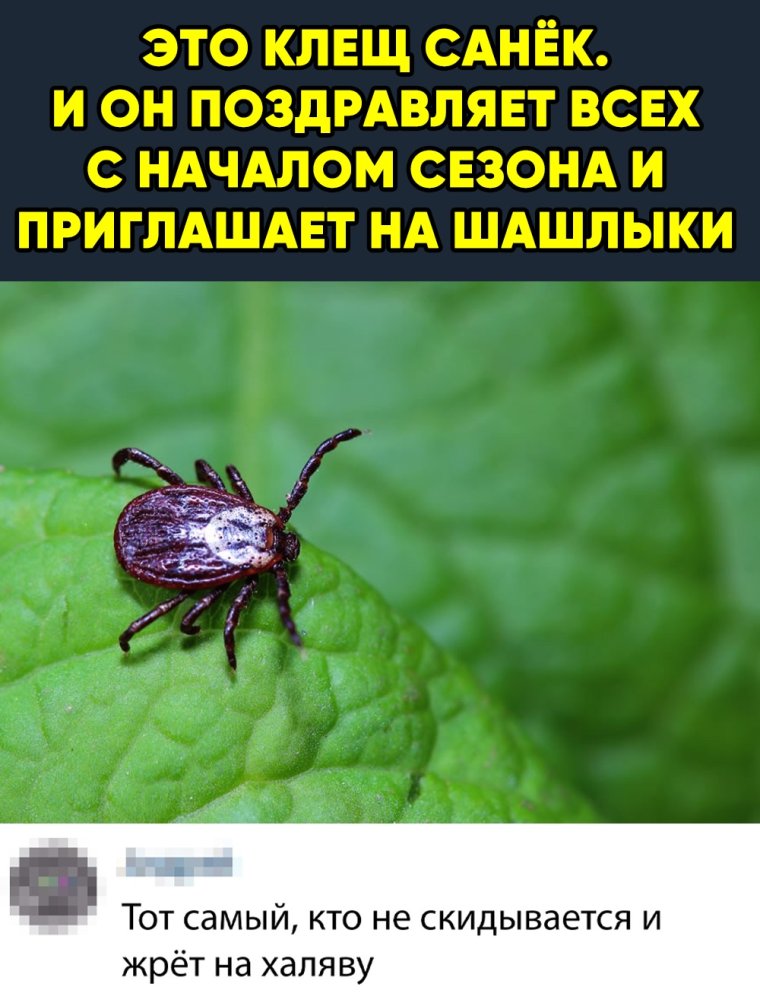 Клещ прикол