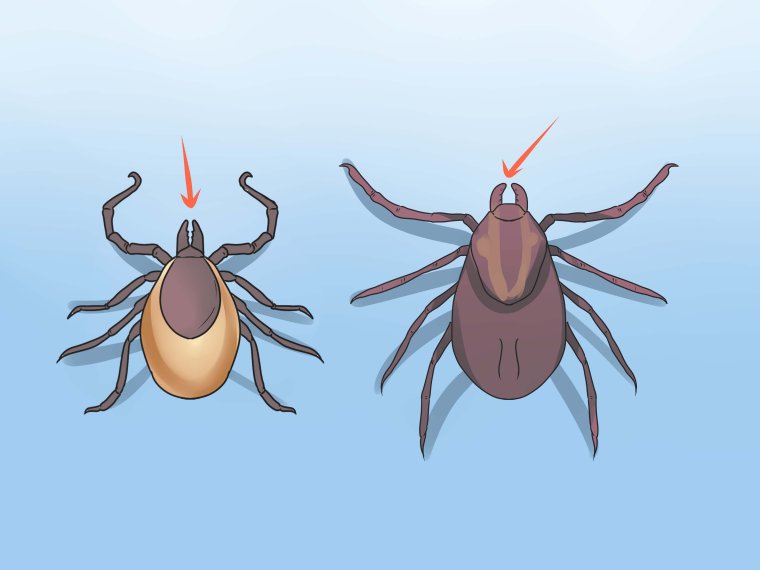 Медведь карикатура