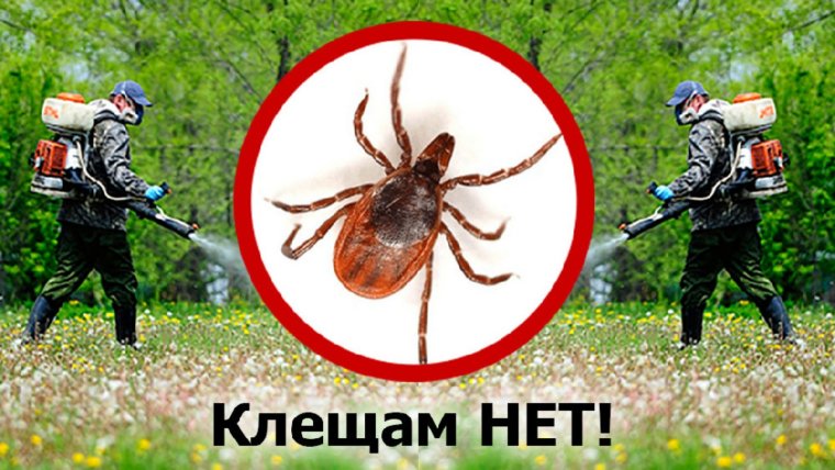 Акарицидная обработка от клещей